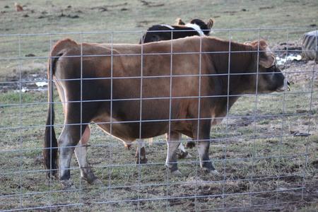 mini Jersey sire Emil of Misty Morning