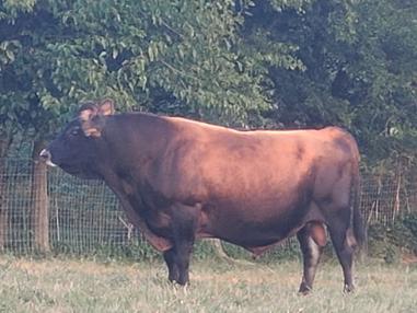 Haven%20Heritage%20Wally