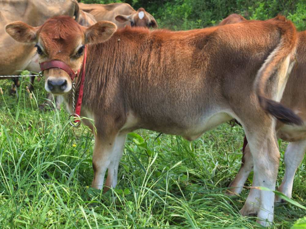 mini jersey dam, May