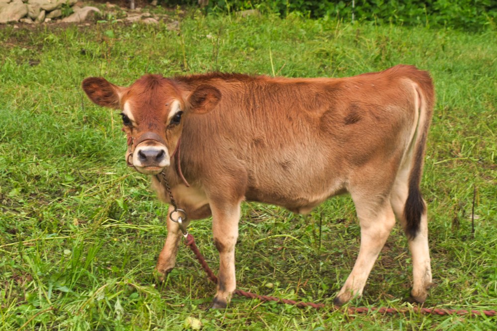 Two year old mini Jersey bull, Rudy