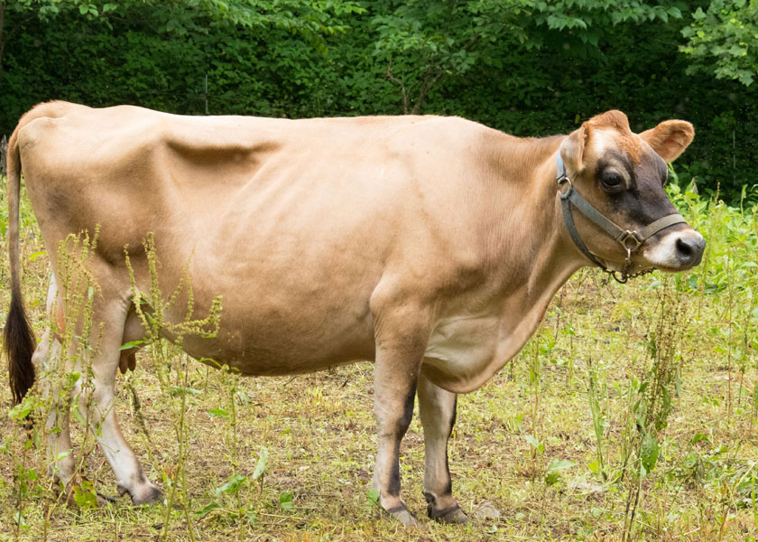 miniature-jersey-cows-dwarf-cow-jersey-cow-farm-animals-miniature