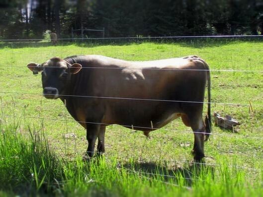 mini jersey sire Rupert