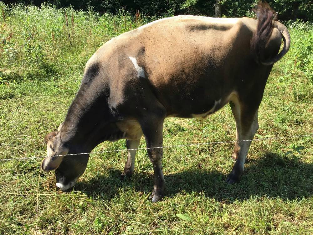 Natural herdsire BMM Rufus