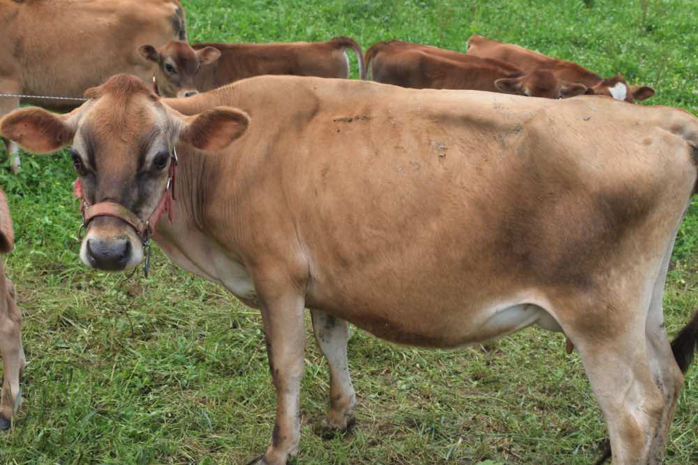 mini jersey dam, May