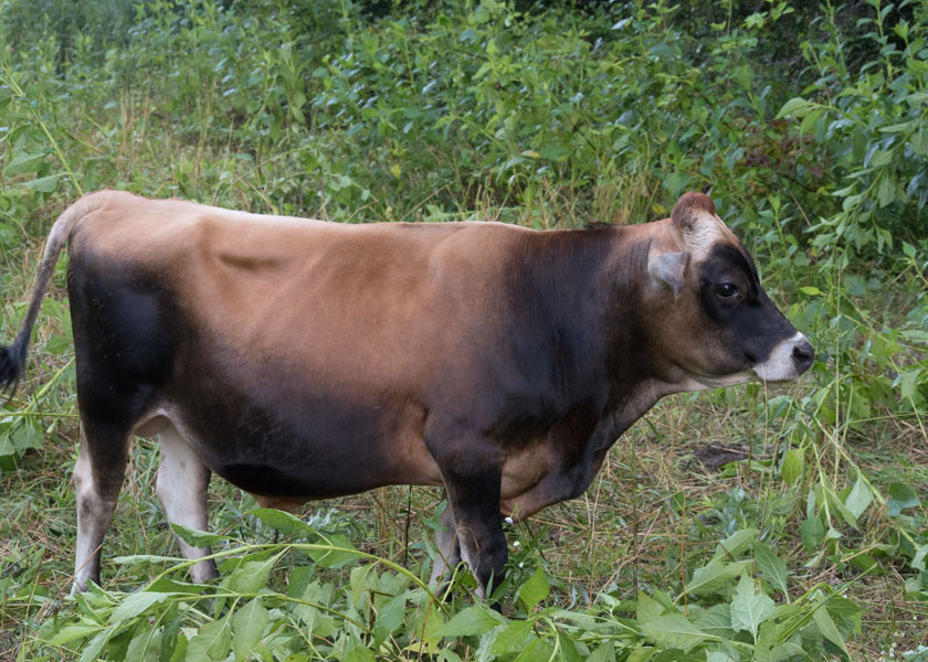 Previous Blue Mill Meadows bull Julius