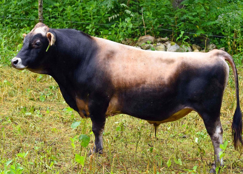 NZ jersey sire Edify