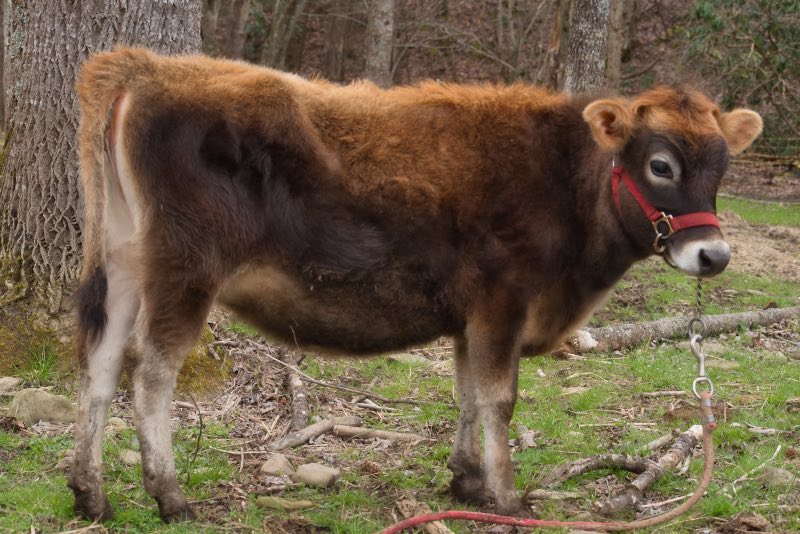 mini Jersey heifer Amethyst