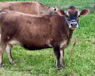 mini Jersey cow Jade