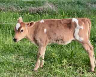 min Jersey heifer Meadow Rue