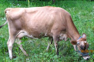 mini jersey dam, Merry