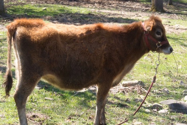 mini Jersey heifer Opal