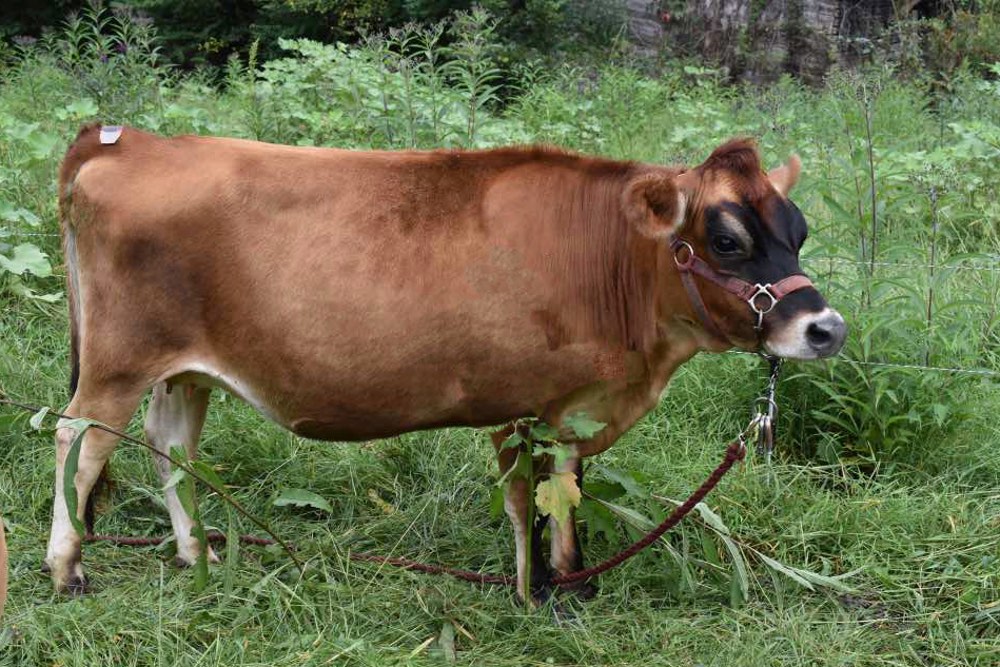 mini jersey dam, Garnet